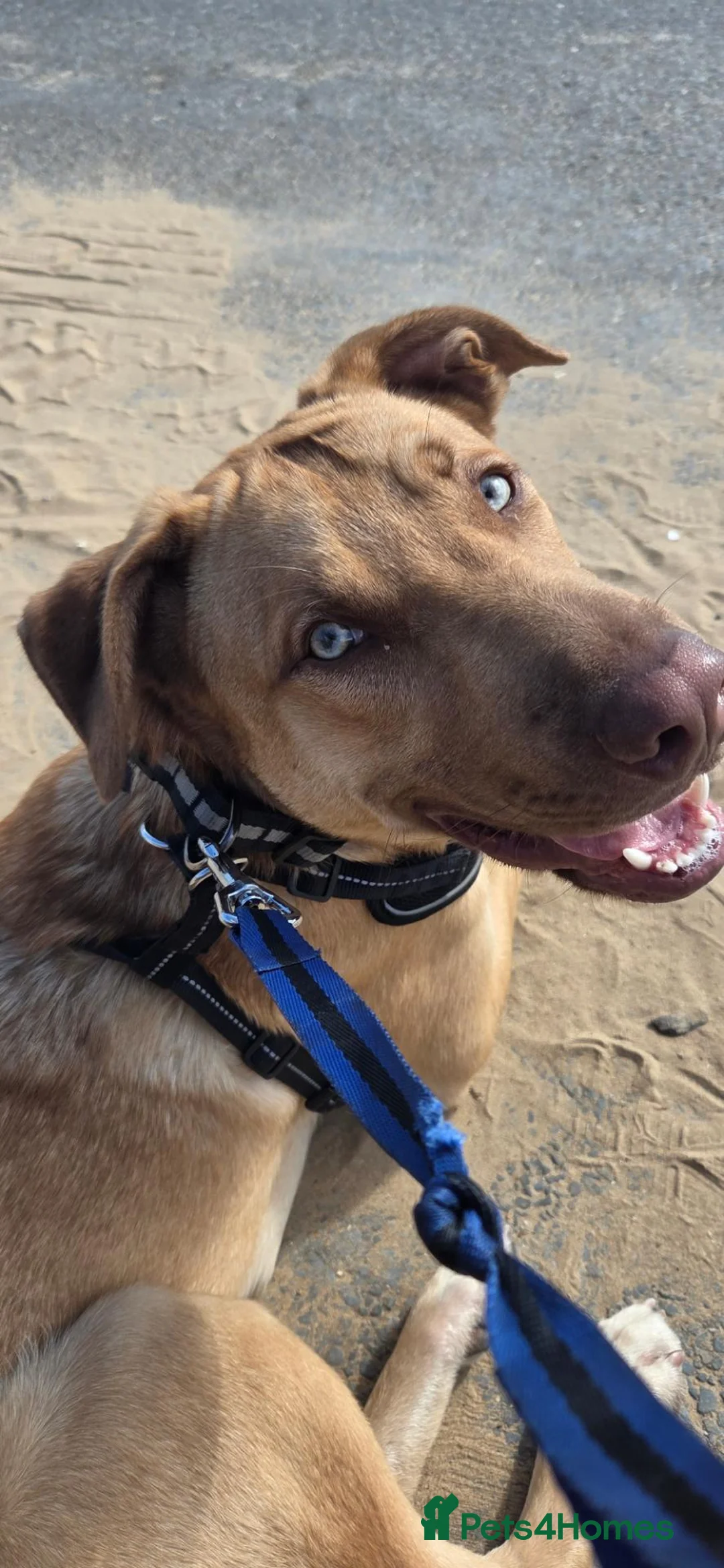 Mixed Breed dogs for sale: Border collie cross  in Coventry - Advert 2
