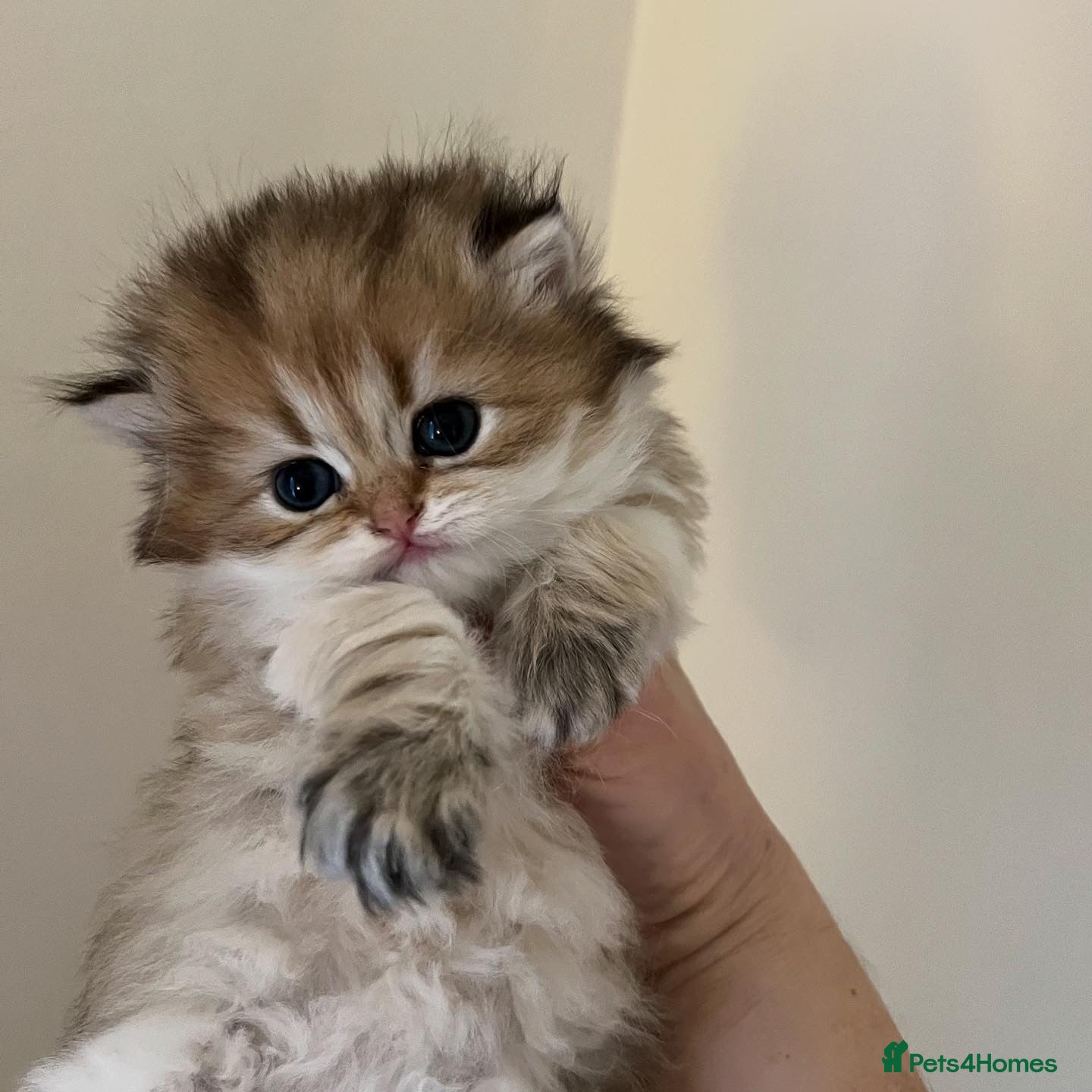 British Longhair cats Gorgeous Golden British Longhair & Shorthair  - Advert 1