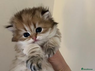 British Longhair cats Gorgeous Golden British Longhair & Shorthair - Advert 1