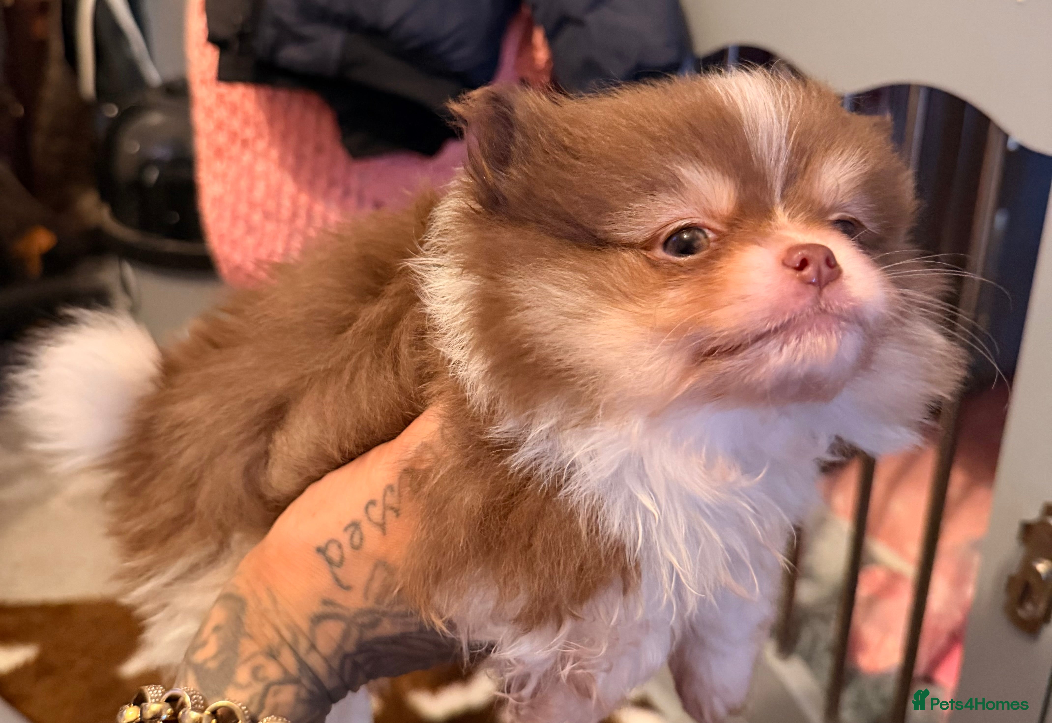 Pomeranian dogs poms   - Advert 4