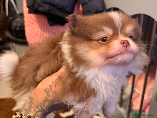 Pomeranian dogs poms - Advert 4