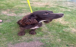 Cocker Spaniel dogs for sale: Cocker Spaniel Puppies - Image 15