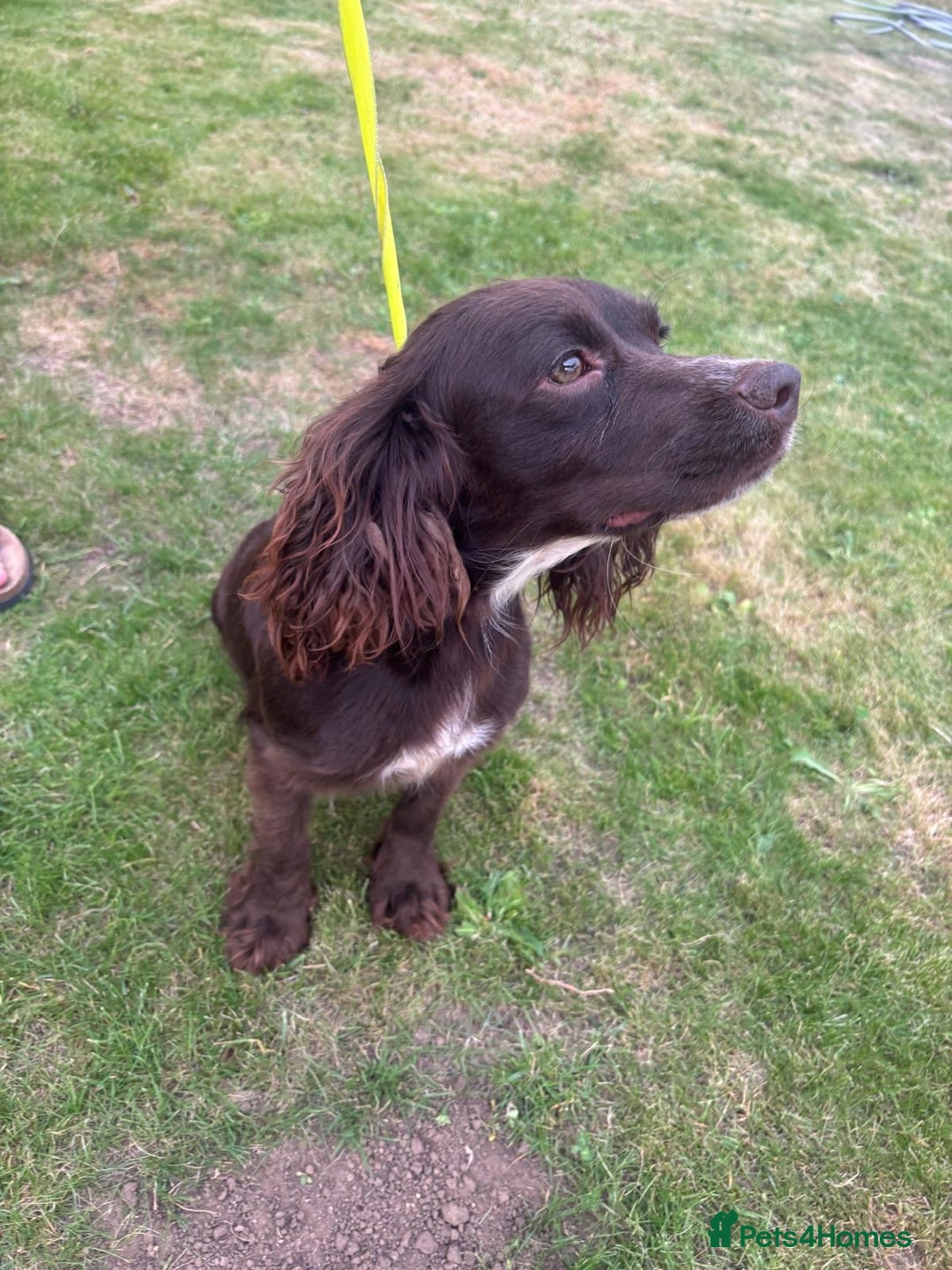 Cocker Spaniel dogs for sale: Cocker Spaniel Puppies - Image 15