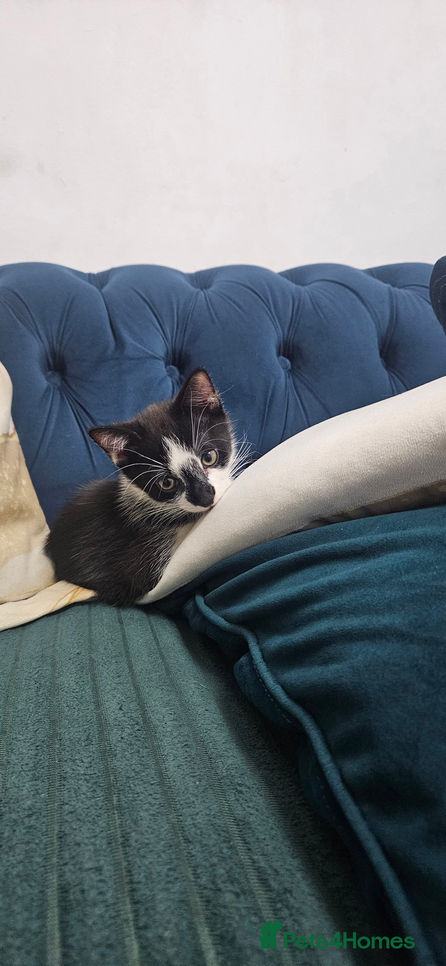 Mixed Breed cats for sale: Beautiful mix of tortielle and tabby  - Advert 2