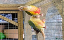 Budgerigars birds for sale: Budgies-Cockatiels-Conures- Love Birds- Bourkes- - Image 3