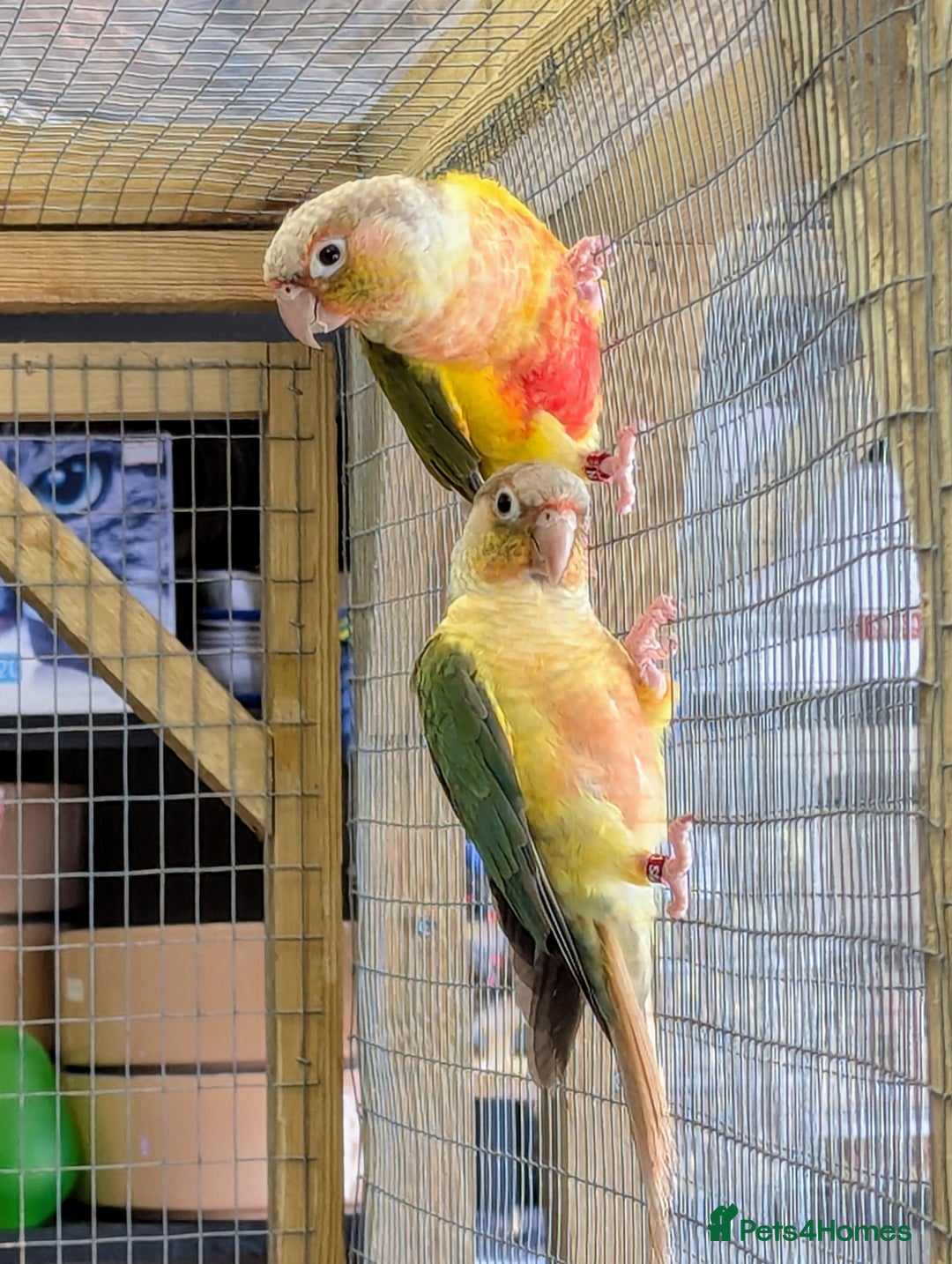 Budgerigars birds for sale: Budgies-Cockatiels-Conures- Love Birds- Bourkes- - Image 3