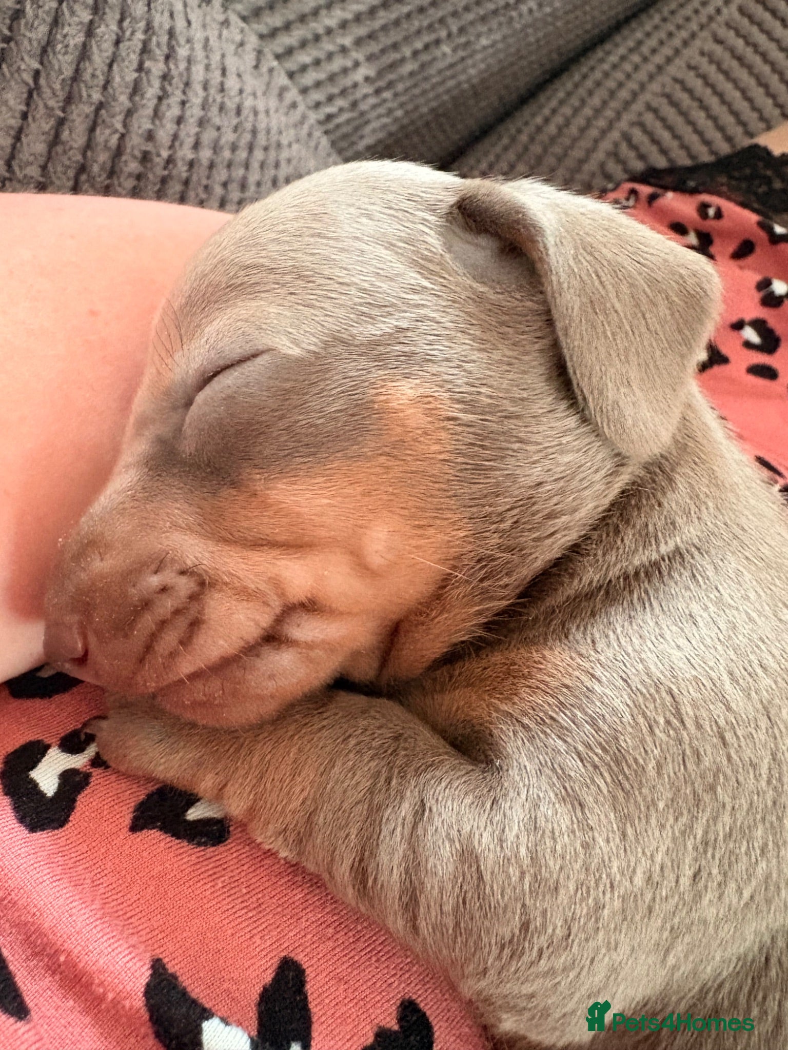 Miniature Dachshund dogs Isabella, Black and Tan, brown miniature dachshund - Advert 19