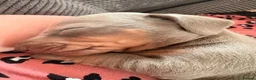 Miniature Dachshund dogs for sale: Isabella, Black and Tan, brown miniature dachshund - Advert 2