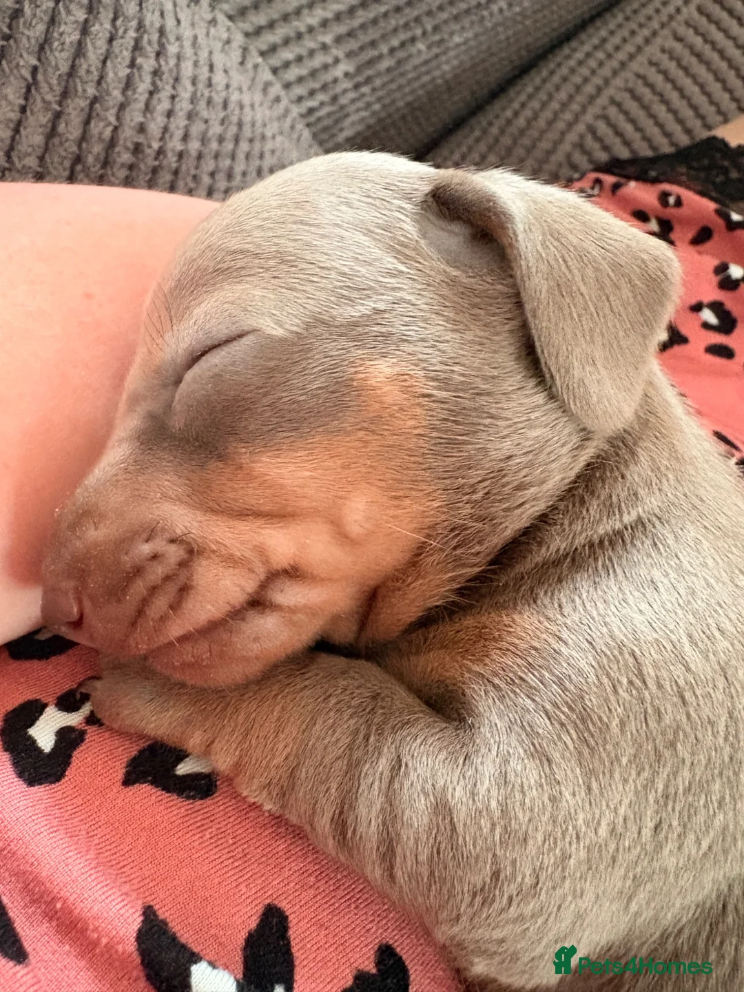 Miniature Dachshund dogs for sale: Isabella, Black and Tan, brown miniature dachshund - Advert 2