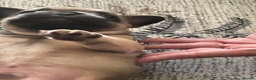 French Bulldog dogs for sale: 11 weeks, cage trained 1 Beautiful French Bulldogs - Advert 19