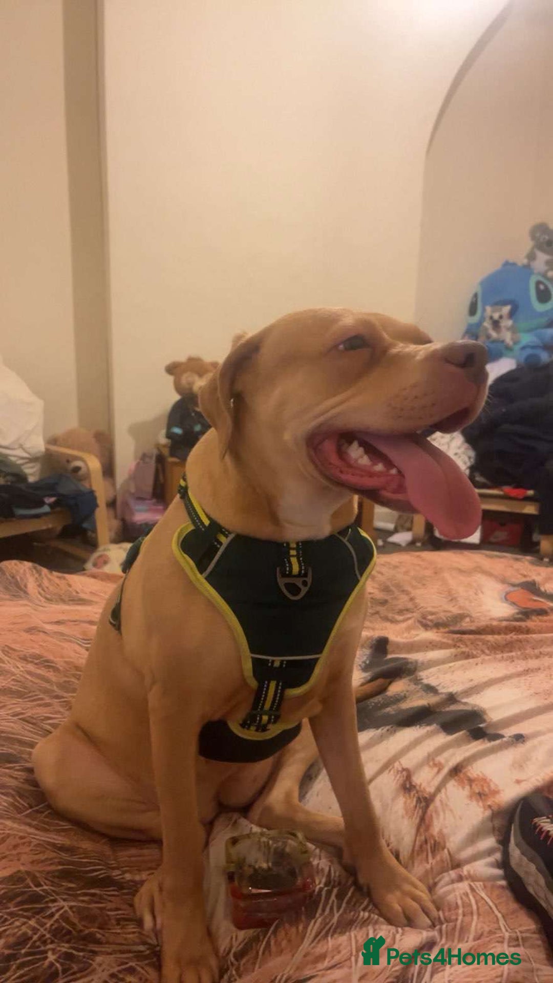 Mixed Breed dogs for sale: Lovely Female *please read description  - Advert 3