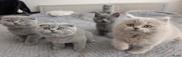 Scottish Fold cats for sale: Beautiful kittens looking for a home 🏡😻 - Advert 23