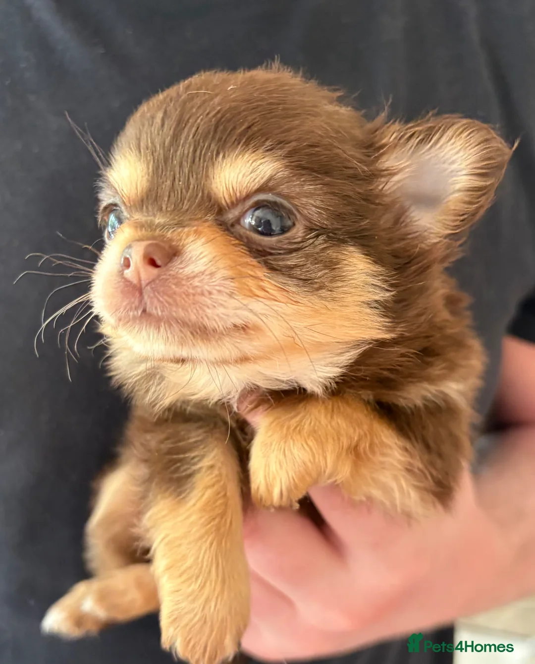 Chihuahua dogs for sale: Longhaired Chihuahua female pups - Advert 2