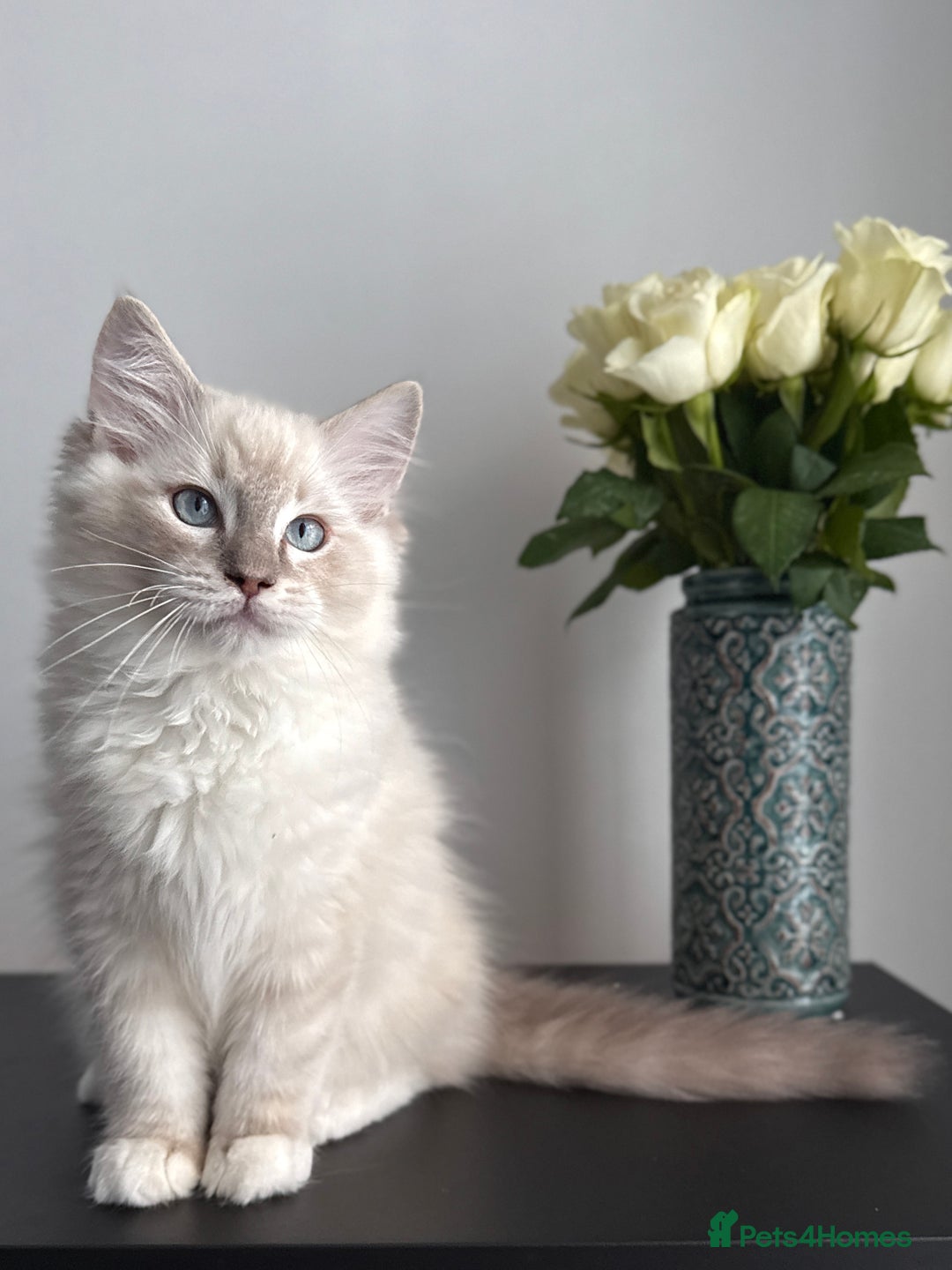 Ragdoll cats for sale: Ready to leave!!😻 Beautiful GCCF Boy Kittens - Image 9