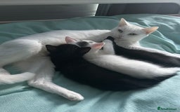 Ragdoll cats for sale: Ragdoll x Russian white kittens  - Image 3