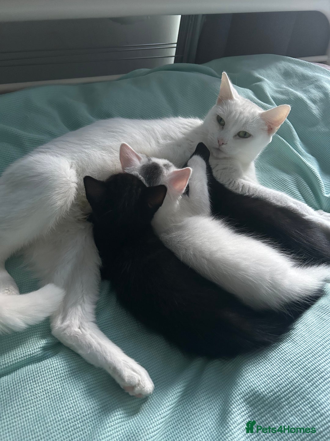 Ragdoll cats for sale: Ragdoll x Russian white kittens  - Image 3