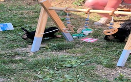 Welsh Terrier dogs for sale: Stunning KC reg PLL CLEAR Welsh terrier puppies in Dronfield - Image 13