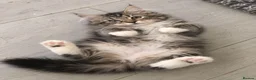 Siberian cats for sale: Gorgeous Siberian kitten waiting for you🌞. - Advert 3