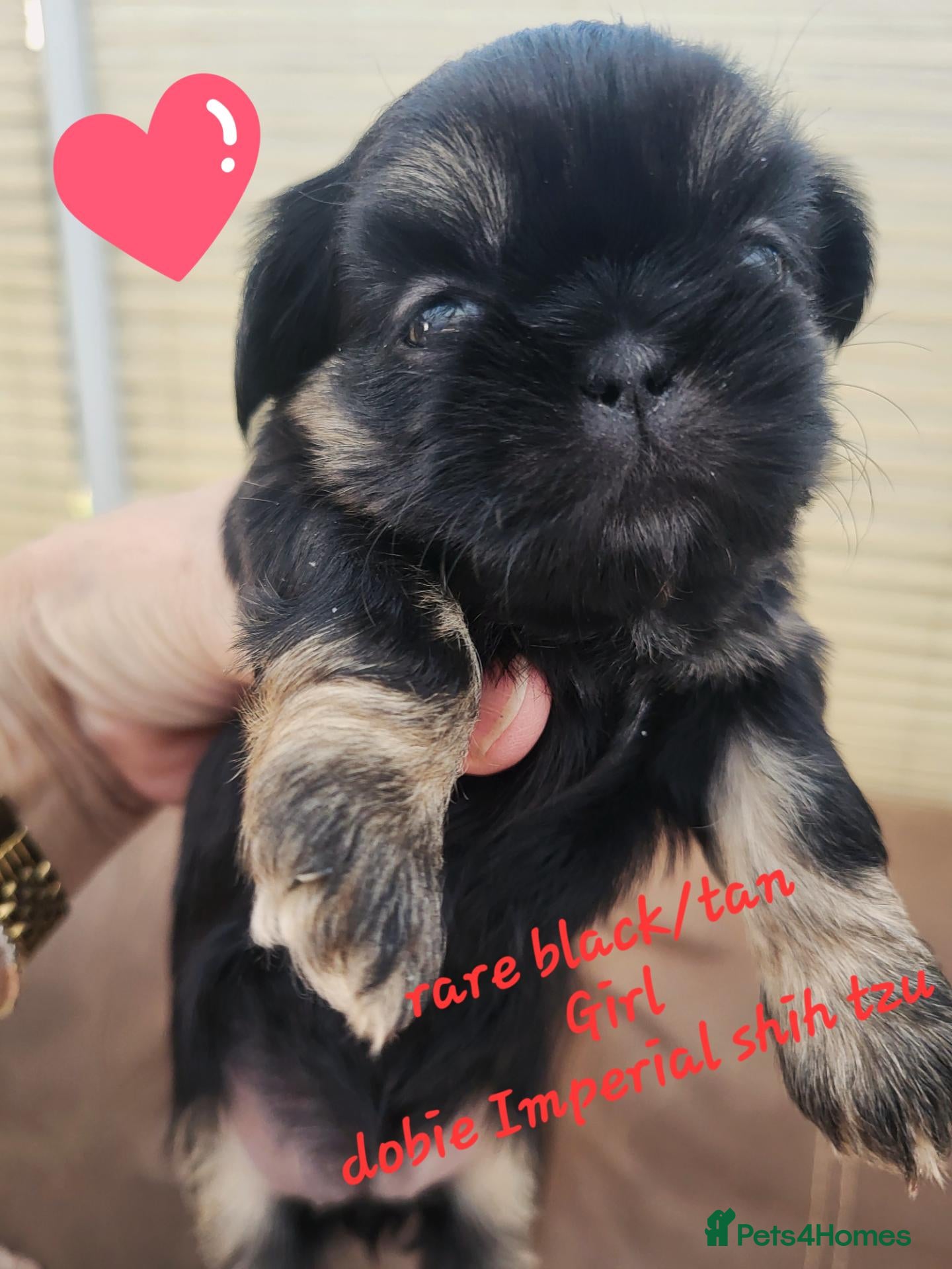 Shih Tzu dogs Quality dobie kc Imperial shih tzu  - Advert 2