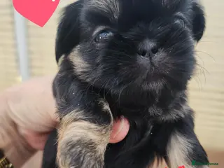 Shih Tzu dogs Quality dobie kc Imperial shih tzu - Advert 2