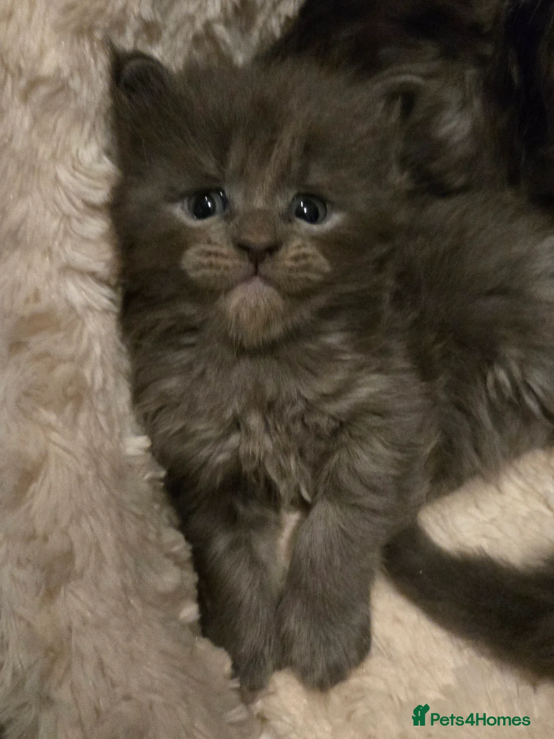 Maine Coon cats for sale: ✨✨ blk smoke F 6666 MC TiCA REG Poss active - Advert 26