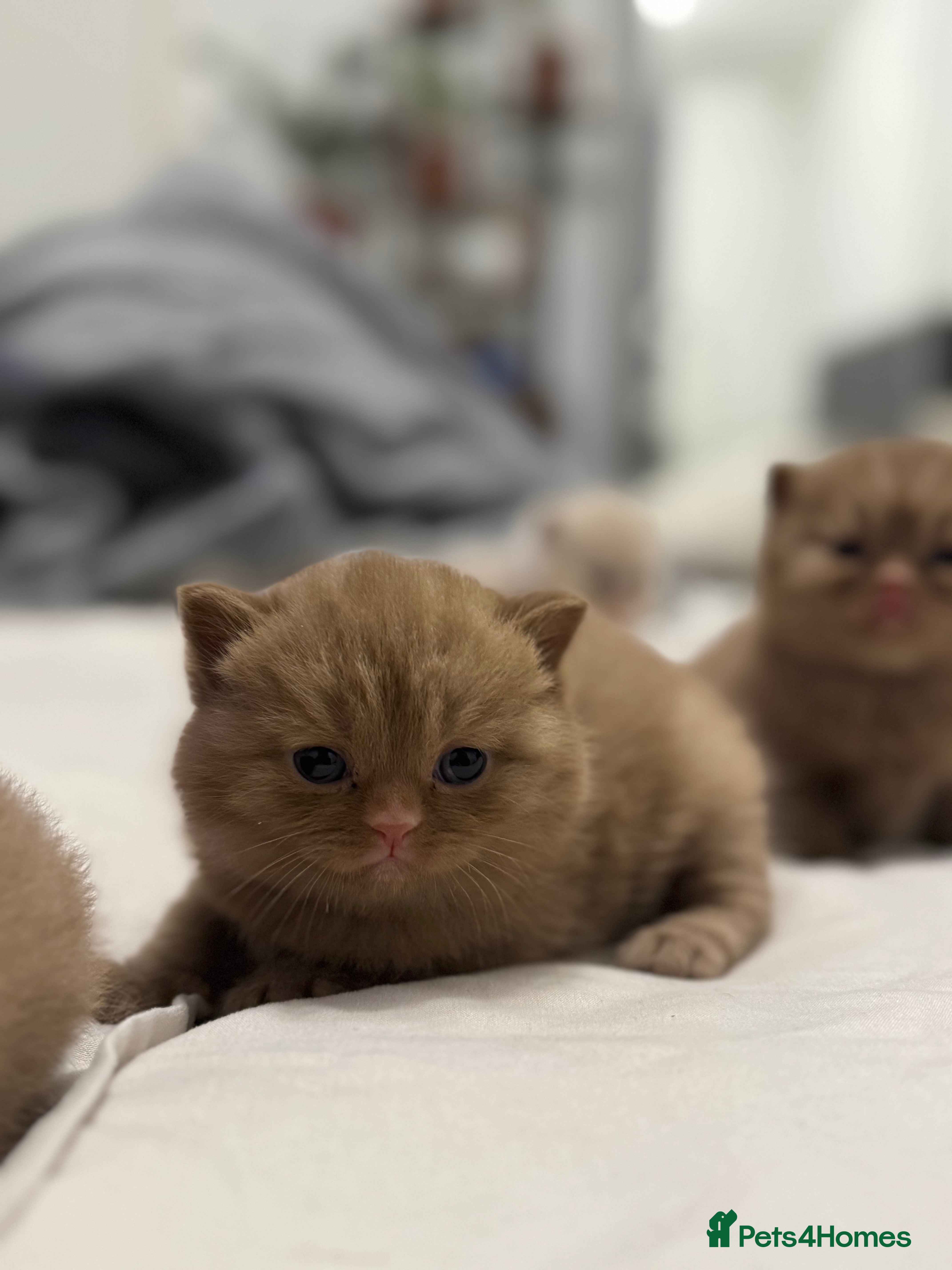 British Shorthair cats Last cinnamon male available 🤎 - Advert 1