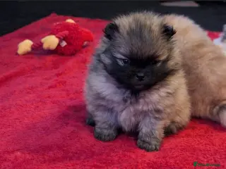 Pomeranian dogs Stunning Male Pomeranians - Advert 4