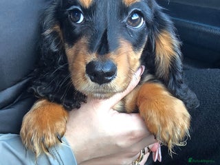 Miniature Dachshund dogs Miniature dachshund - Advert 15