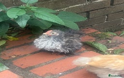 Chickens poultry for sale: Fizzy bantam chick  - Image 1