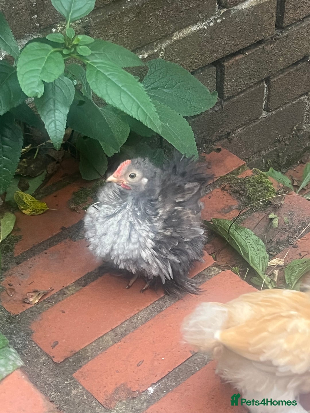 Chickens poultry for sale: Fizzy bantam chick  - Image 1