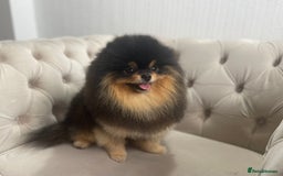 Pomeranian dogs for sale: Unique, extremely rare Pomeranian puppies ✨ - Image 17