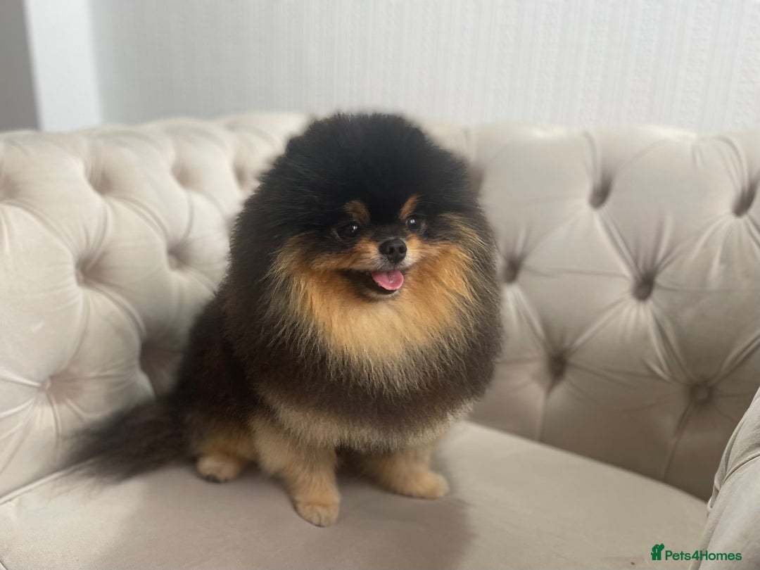 Pomeranian dogs for sale: Unique, extremely rare Pomeranian puppies ✨ - Image 17