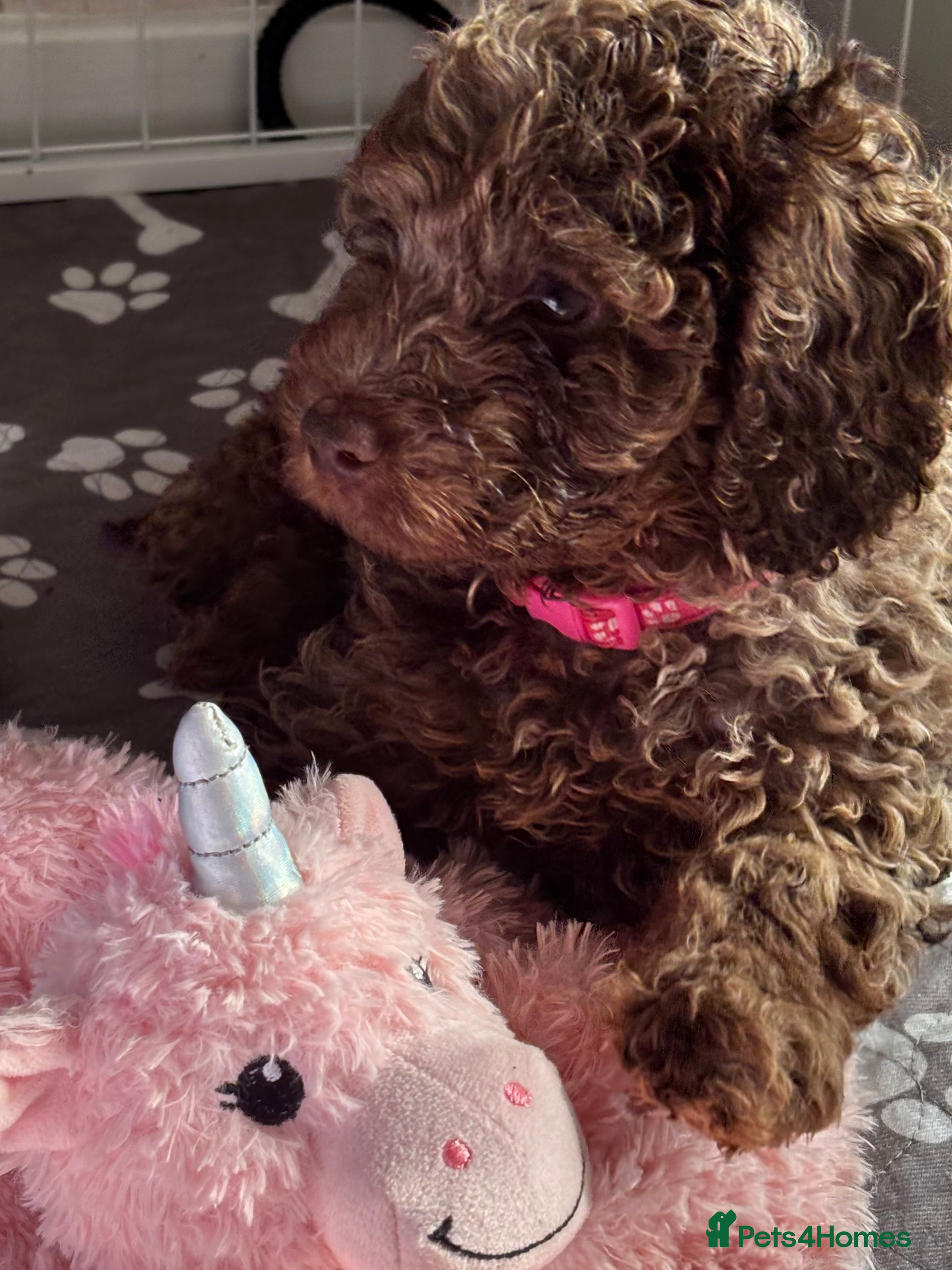 Cockapoo dogs Beautiful merle Cockapoo puppies  - Advert 13
