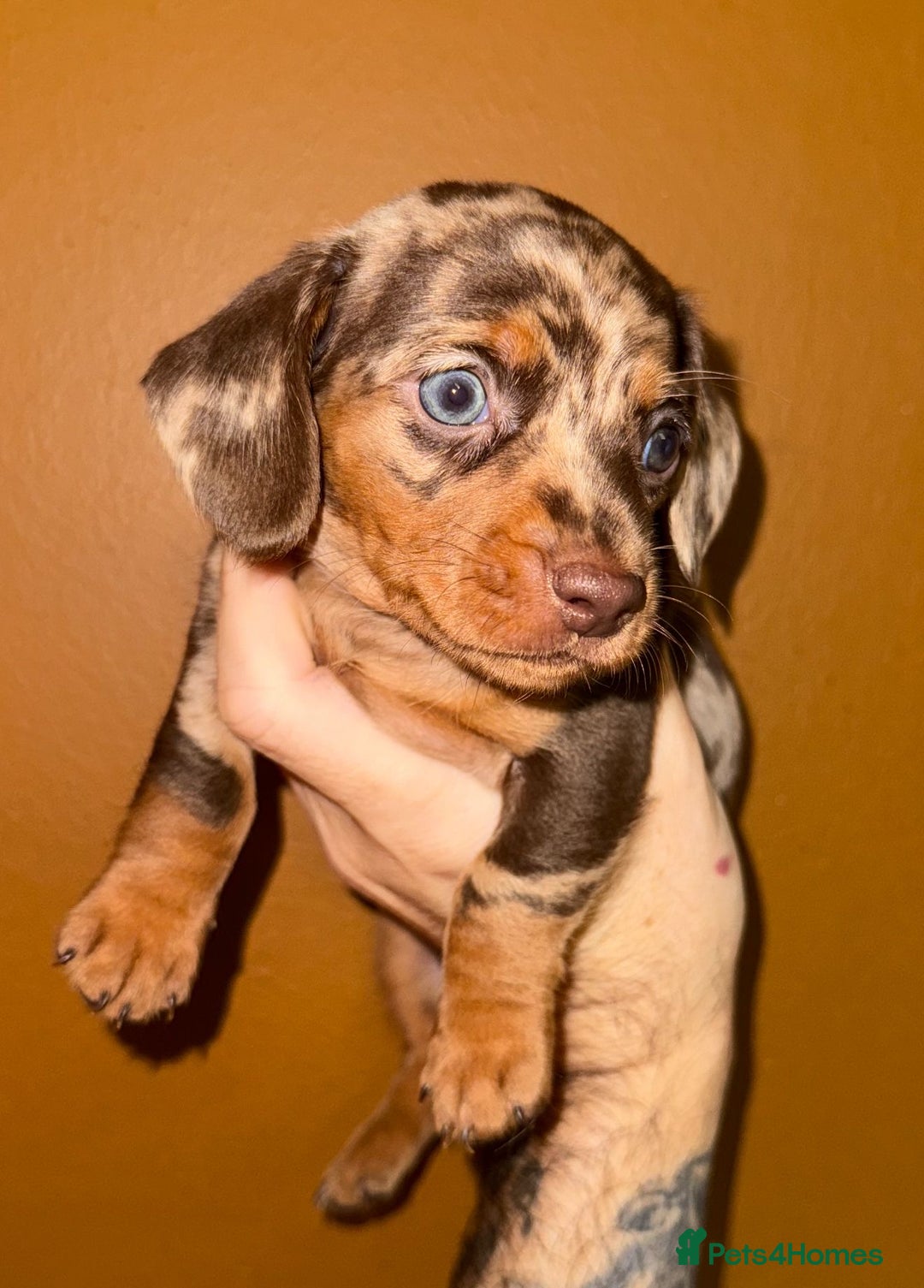 Miniature Dachshund dogs for sale: 🩵🩷Stunning KC Reg Mini Dachshunds🩵🩷 - Image 9