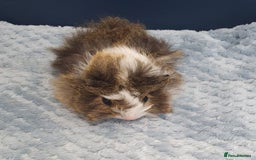 Guinea Pig rodents for sale: Absolutely Stunning Baby Boars  - Image 14