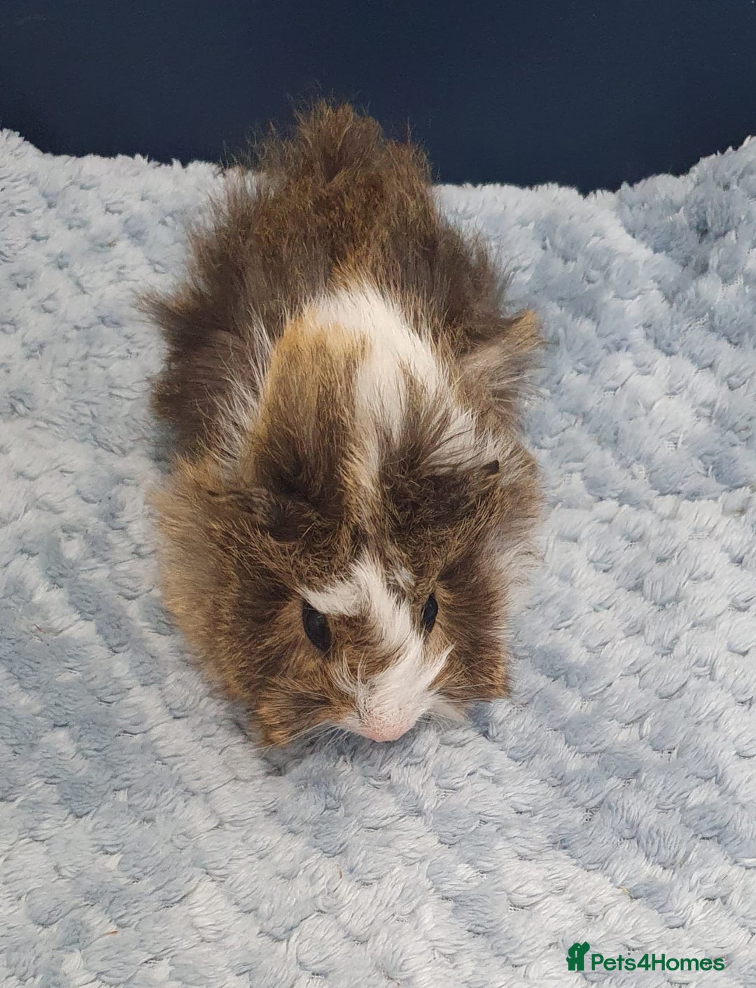 Guinea Pig rodents for sale: Absolutely Stunning Baby Boars  - Image 14
