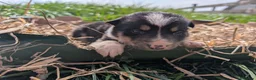 Border Collie dogs for sale: Cracking Litter of Tri Coloured Collies For Sale - Advert 5
