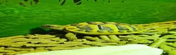 Hermann Tortoise reptiles for sale: Hermann Tortoise in Blackwood - Advert 19