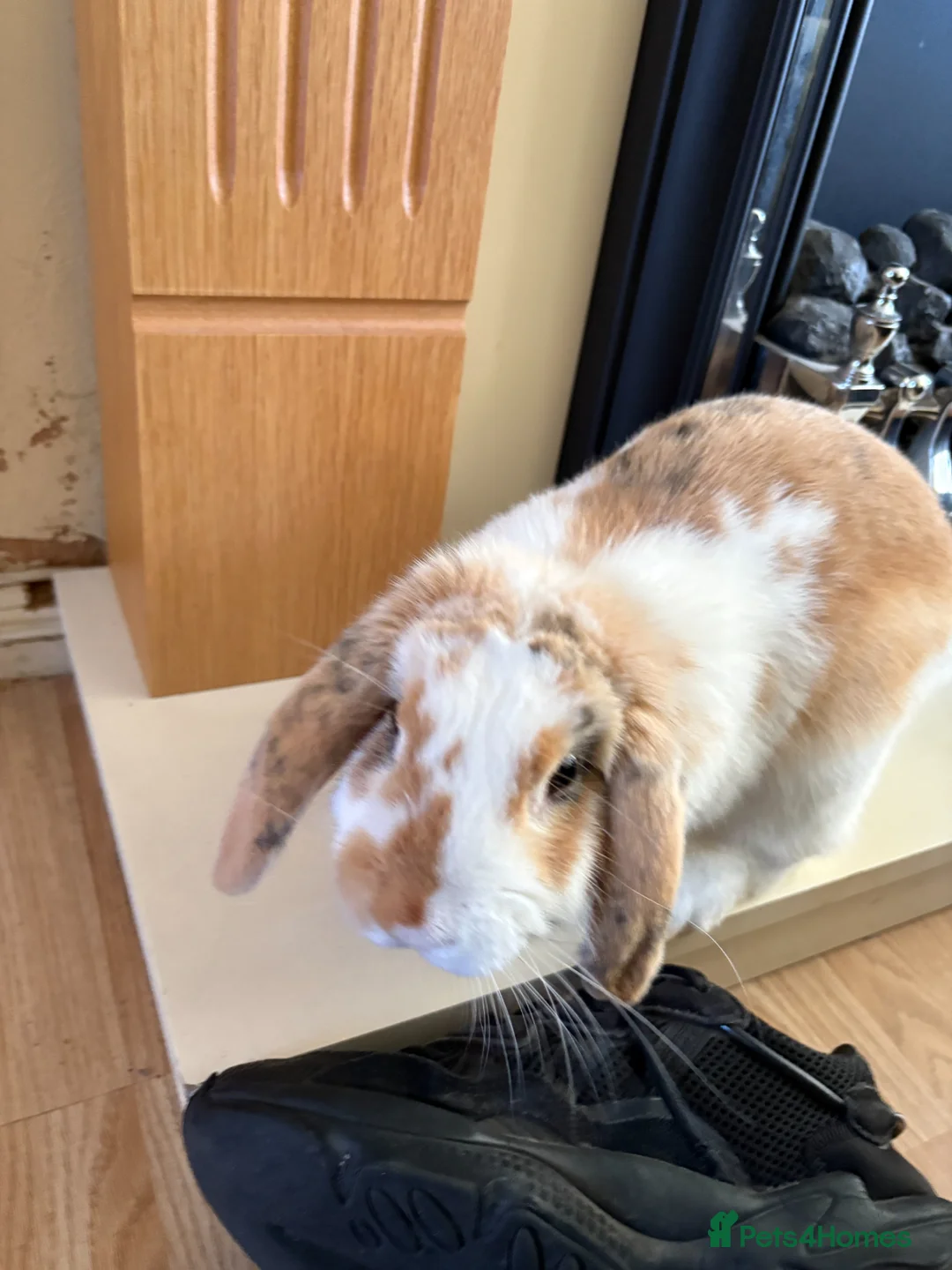 Mini Lop rabbits for sale: Ginger & White Mini Lop Rabbit, Loving Home Needed in Nottingham - Advert 2