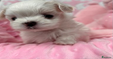Maltese dogs - Advert 10