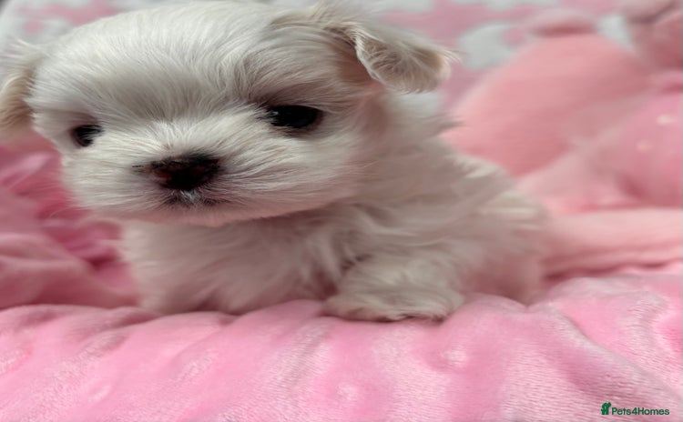 Maltese dogs - Advert 2
