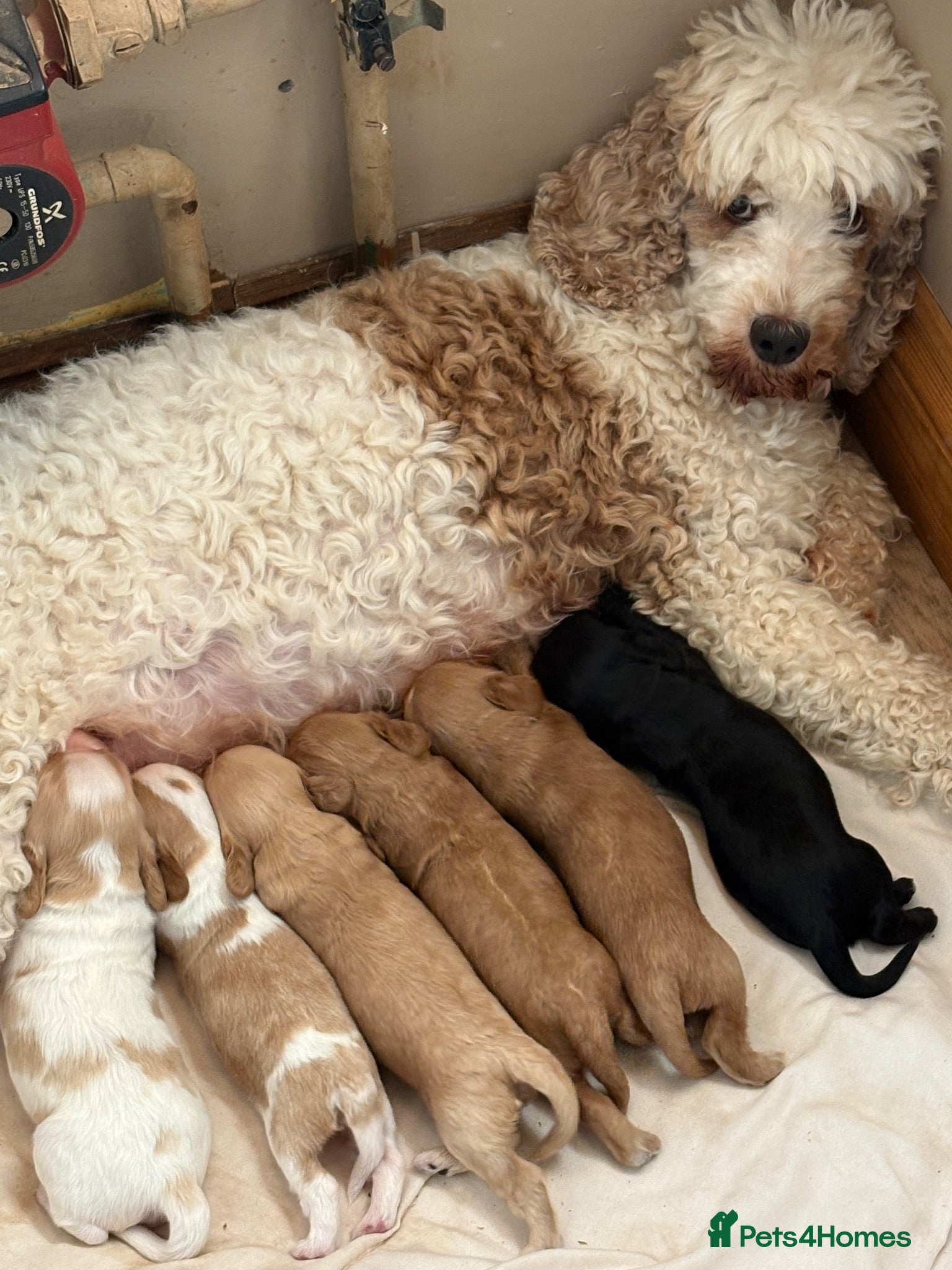 Cockapoo dogs Cockapoo Puppies   Gorgeous! - Advert 2