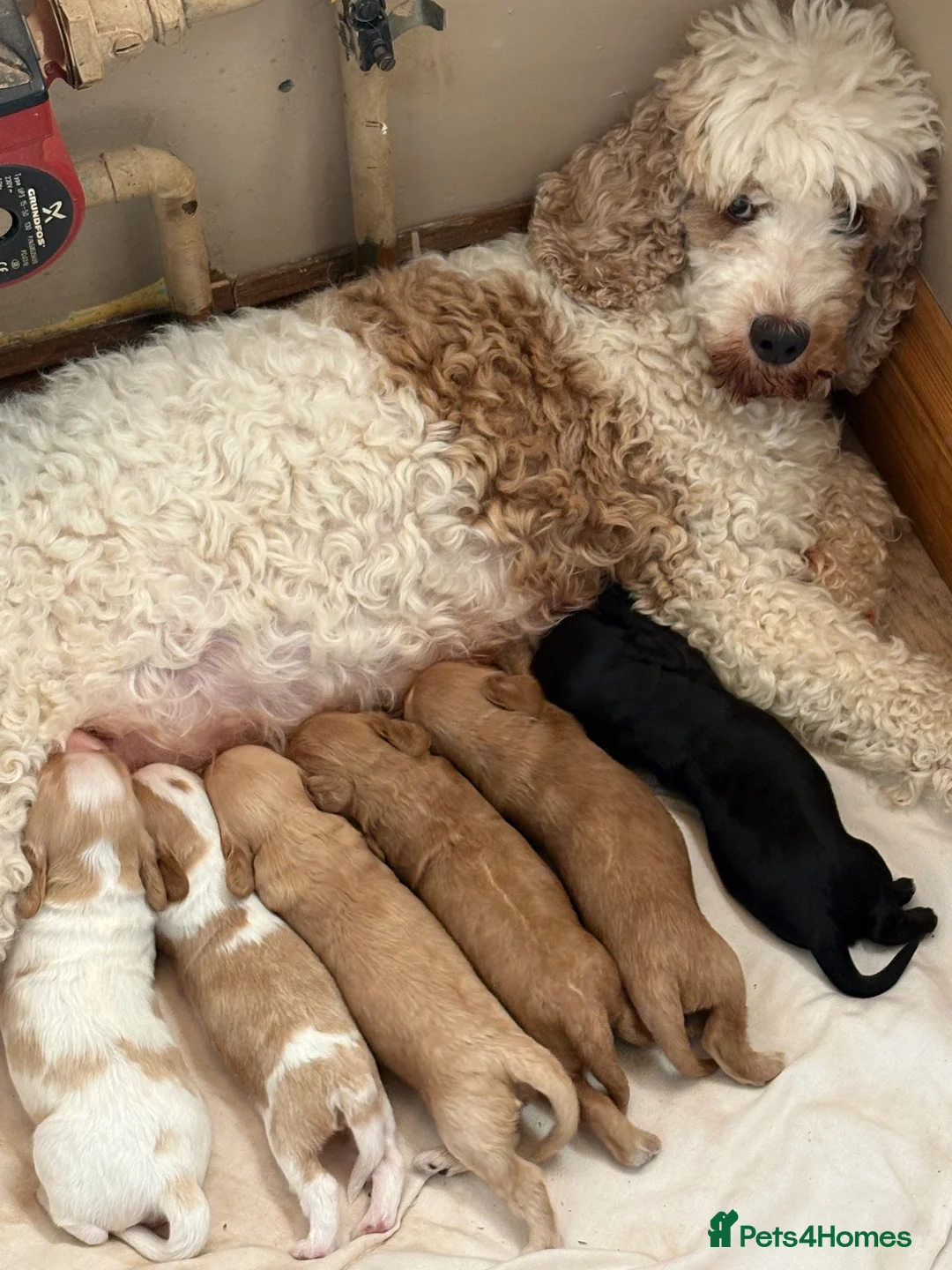 Cockapoo dogs for sale: Cockapoo Puppies   Gorgeous! - Advert 1