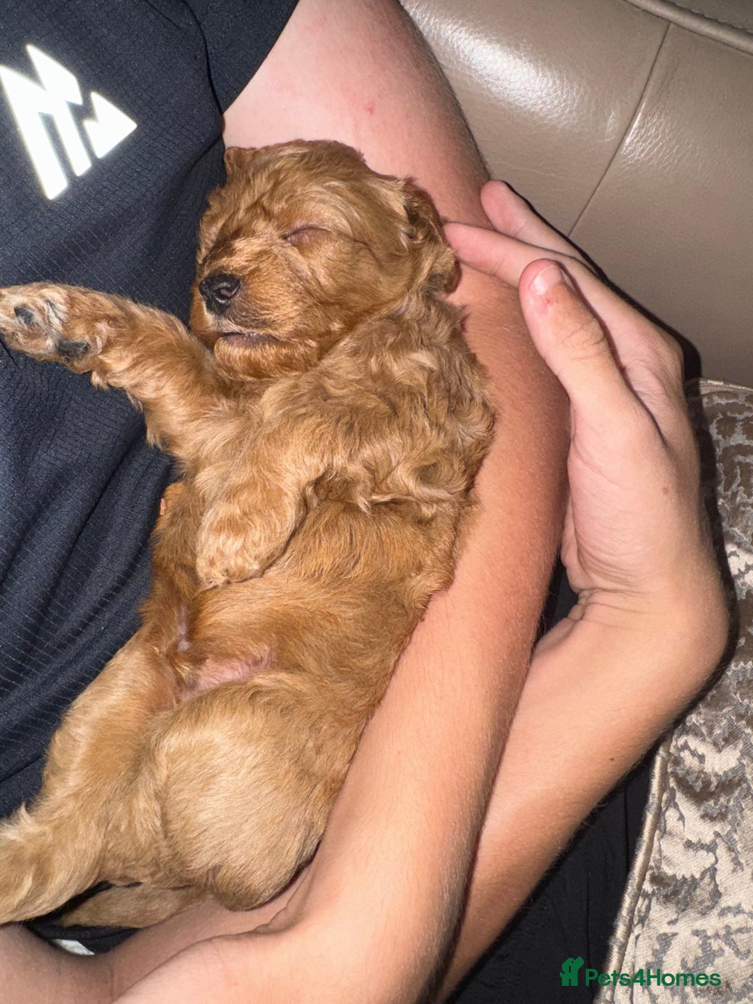 Cockapoo dogs for sale: Adorable cockapoo puppies for sale  - Image 24