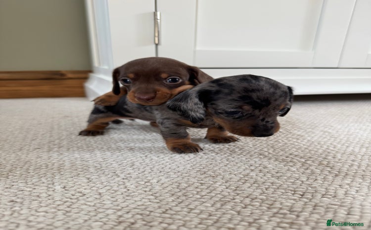 Miniature Dachshund dogs - Advert 9