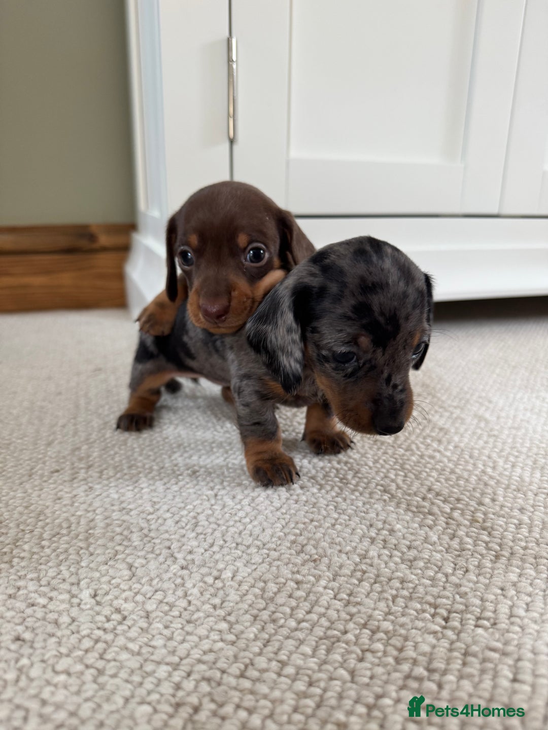 Miniature Dachshund dogs for sale: KC champ lines miniature smooth dachshund puppies - Image 2