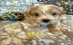Maltipoo dogs for sale: Exceptional Genuine Maltipoo Puppies  - Advert 4