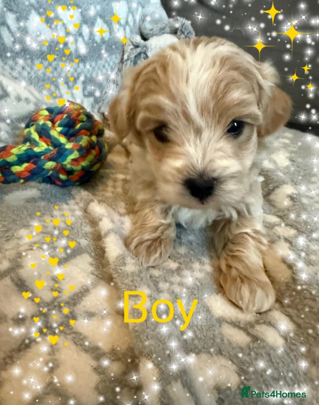 Maltipoo dogs for sale: Exceptional Genuine Maltipoo Puppies  - Advert 4