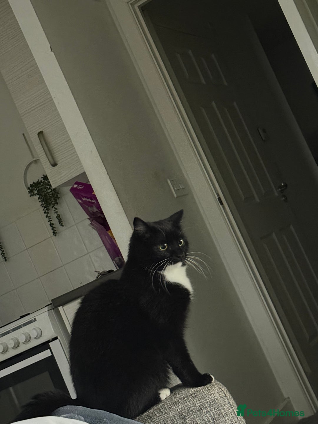 Mixed Breed cats for sale: Luna&tilly - Advert 1