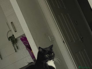 Mixed Breed cats Luna&tilly - Advert 1